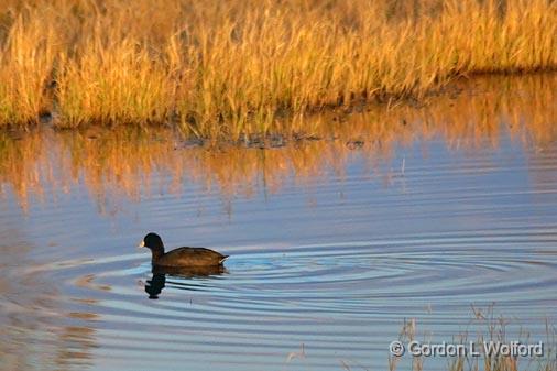 Swimming Coot_73332.jpg - American Coot (Fulica americana) photographed in the Bosque del Apache National Wildlife Refuge near San Antonio, New Mexico, USA. 